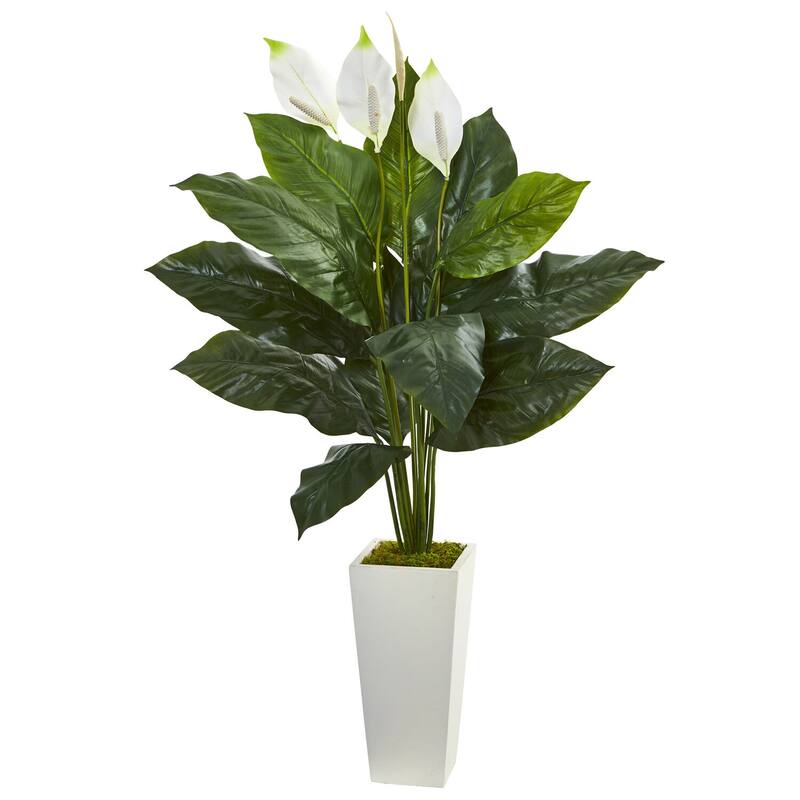 buy large monstera deliciosa Monstera deliciosa 10