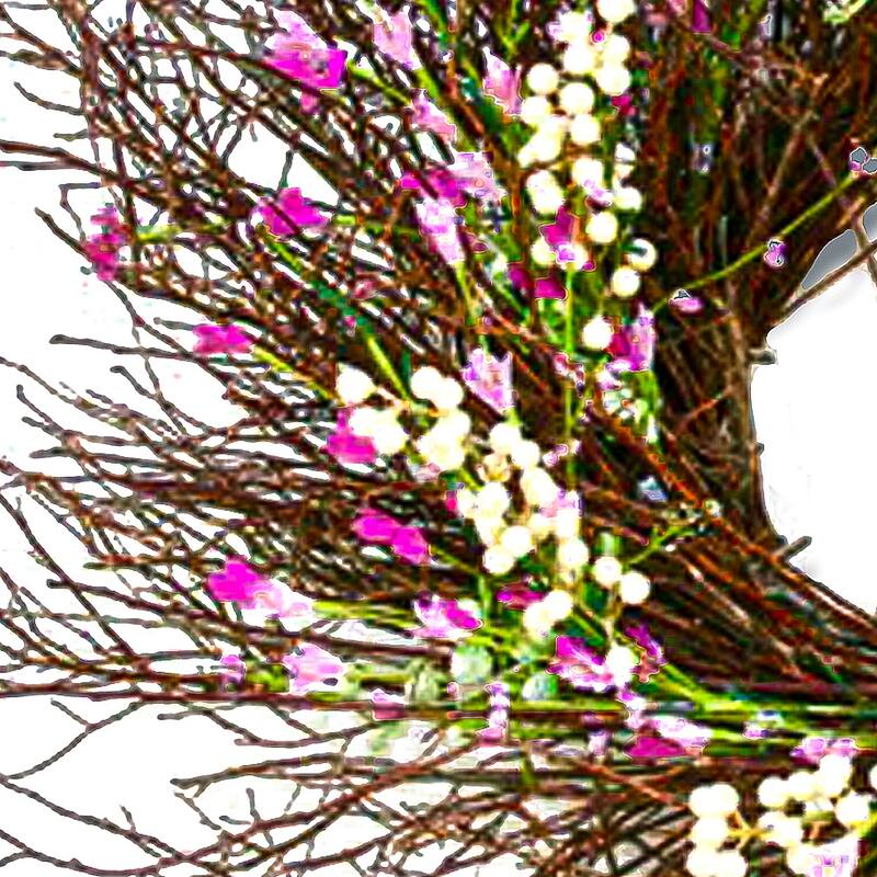 National Tree Company 24 inch Artificial Spring Wreath with Dark Pink and Cream Forsythias, Swirl of Bristle Twigs