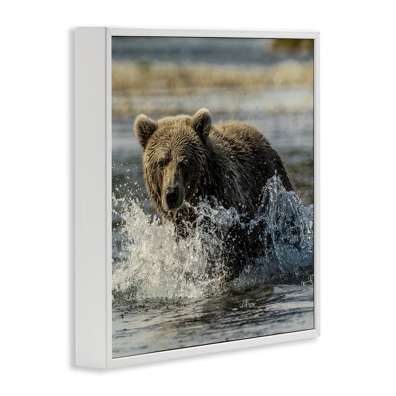 Stupell Bear Splashing in River Framed Giclee Art Design By Danita Delimont