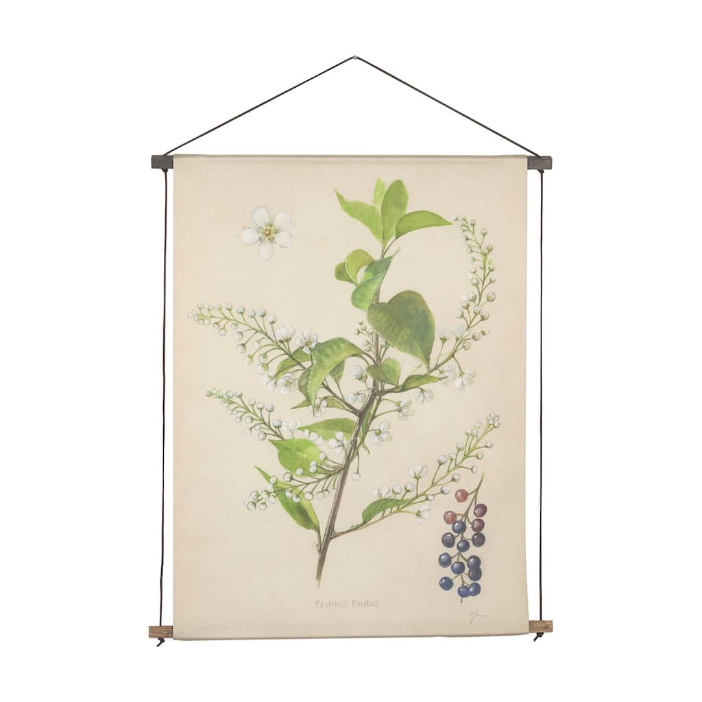 Botanical Study-Prunus Padus