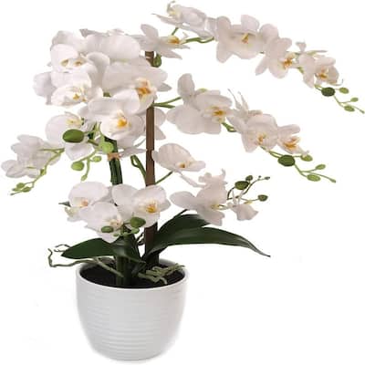 25" Luxurious Phalaenopsis Orchid Flowers in Elegant White Ceramic Vase – Perfect Home Decor Accent & Gift Idea
