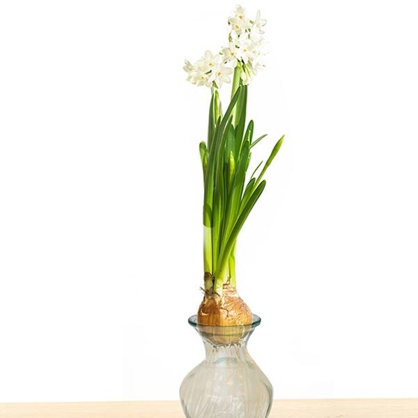 Van Zyverden Paperwhite Kit with Clear Artisan Glass - Bed Bath ...