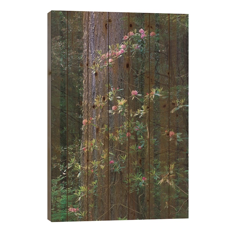 Coast Redwood Trunk And Pacific Rhododendron, Del Norte Coast Redwoods State Park, California Print On Wood by Tim Fitzharris - 26x18x1.5