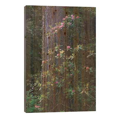 Coast Redwood Trunk And Pacific Rhododendron, Del Norte Coast Redwoods State Park, California Print On Wood by Tim Fitzharris