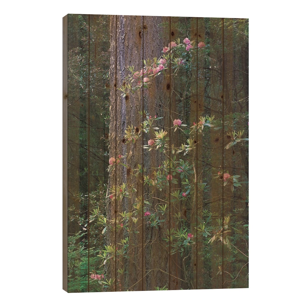 Coast Redwood Trunk And Pacific Rhododendron, Del Norte Coast Redwoods State Park, California Print On Wood by Tim Fitzharris