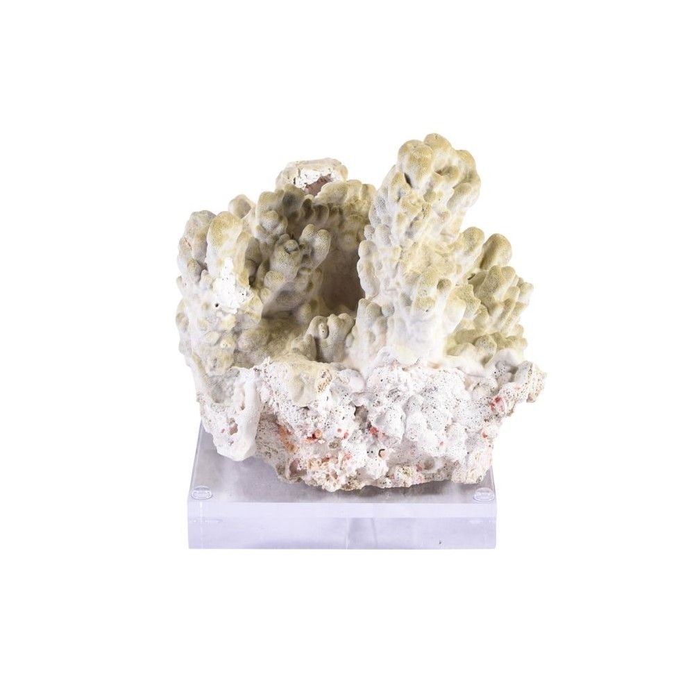 Green Fire Slab Coral 7-10 Inch On Acrylic Base Bed Bath