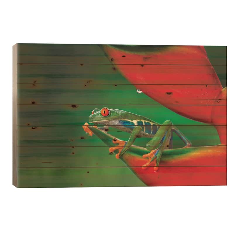 Red-Eyed Treefrog, Costa Rica Print On Wood by Adam Jones - Multi-Color - 26x40x1.5