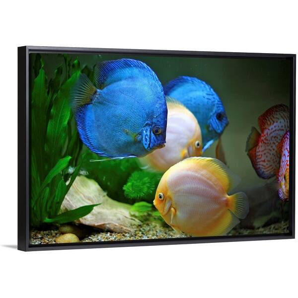 Shop Tropical Fish In Water Black Float Frame Canvas Art Free