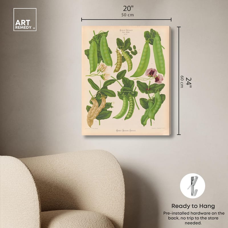 Podded Peas from Benary 1876 Canvas by Art Remedy, Gallery Wrapped