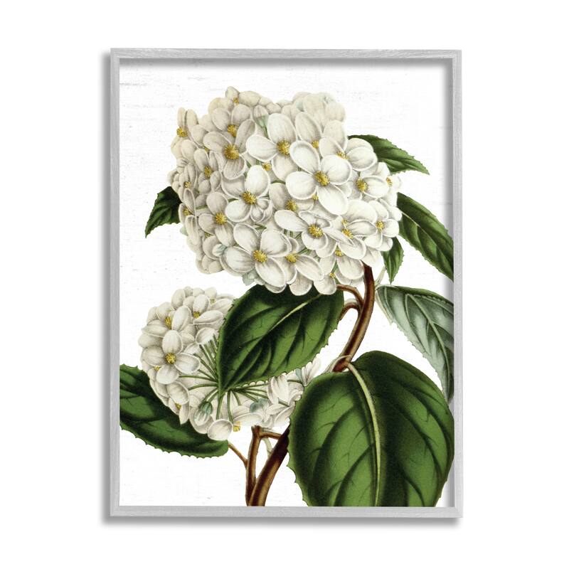 Stupell Begonia Opuliflora Flower Stem Vintage Botanical Study Framed Wall Art, Design by Lettered and Lined - Green - 16 x 20 - Grey