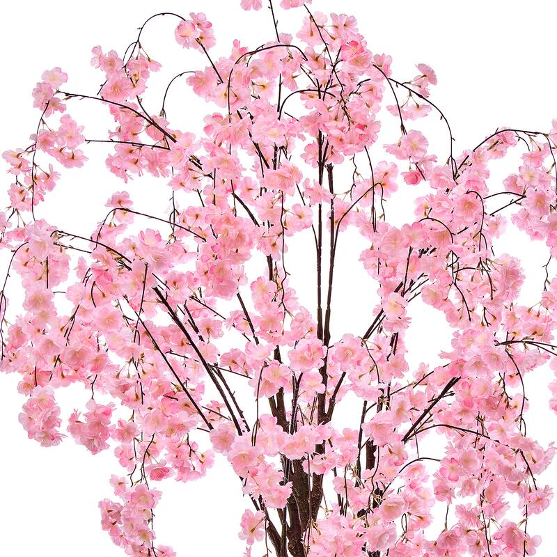 6' Weeping Cherry Tree