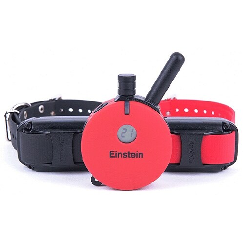 einstein collar