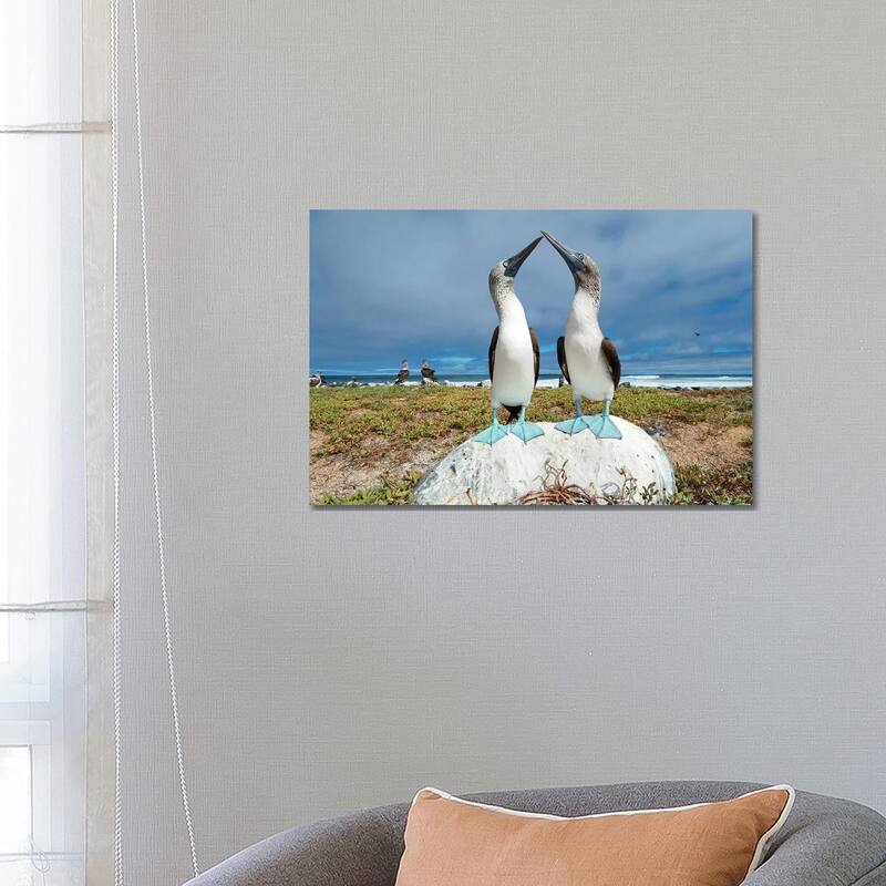 iCanvas "Blue-Footed Booby Pair Courting, Santa Cruz Island, Galapagos Islands, Ecuador" by Tui De Roy Canvas Print - 18x26x1.5