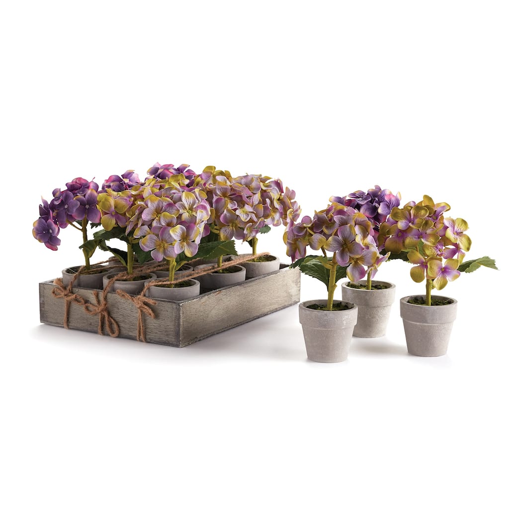 Mini Hydrangea Potted 6.5", Set Of 12 - Green