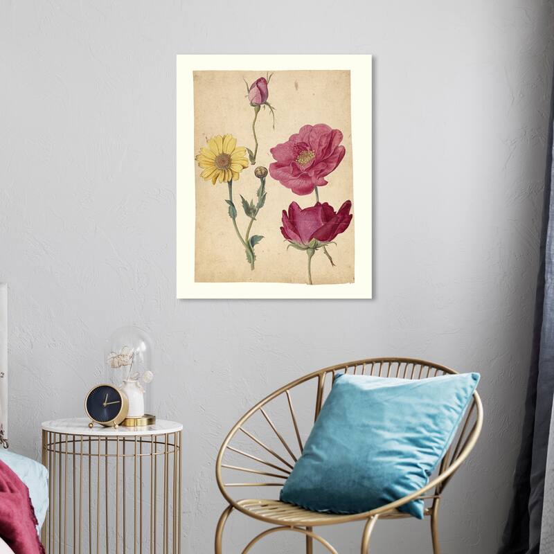 Wynwood Studio Canvas Floral and Botanical Jacques Le Moyne - French Roses and Oxeye Daisy Studies Wall Art Canvas Print - 20 x 24