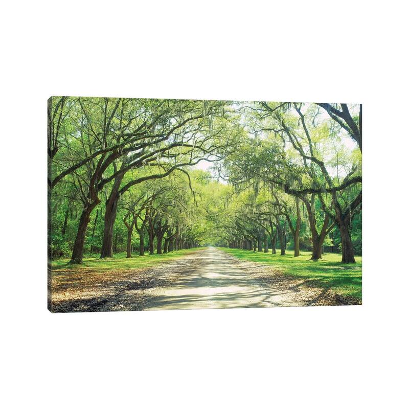 iCanvas "Live Oaks And Spanish Moss Wormsloe State Historic Site Savannah, Georgia" by Panoramic Images Canvas Print