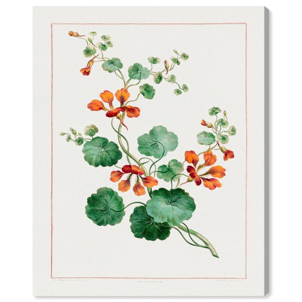 Nasturtium (1788) Canvas by Art Remedy, Gallery Wrapped