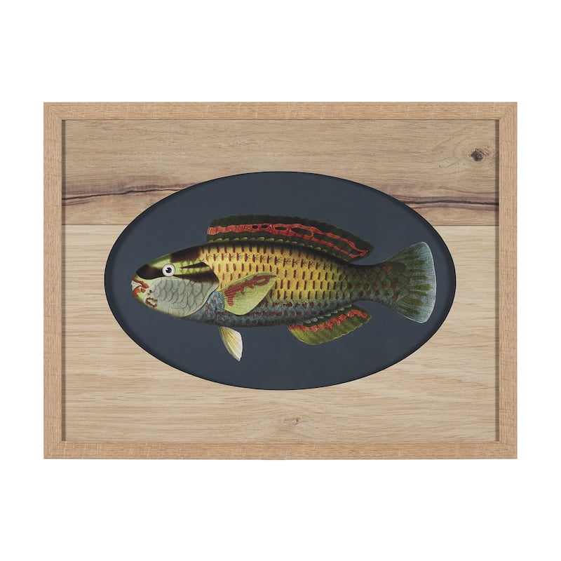Scarus Ghobban Framed Art Print