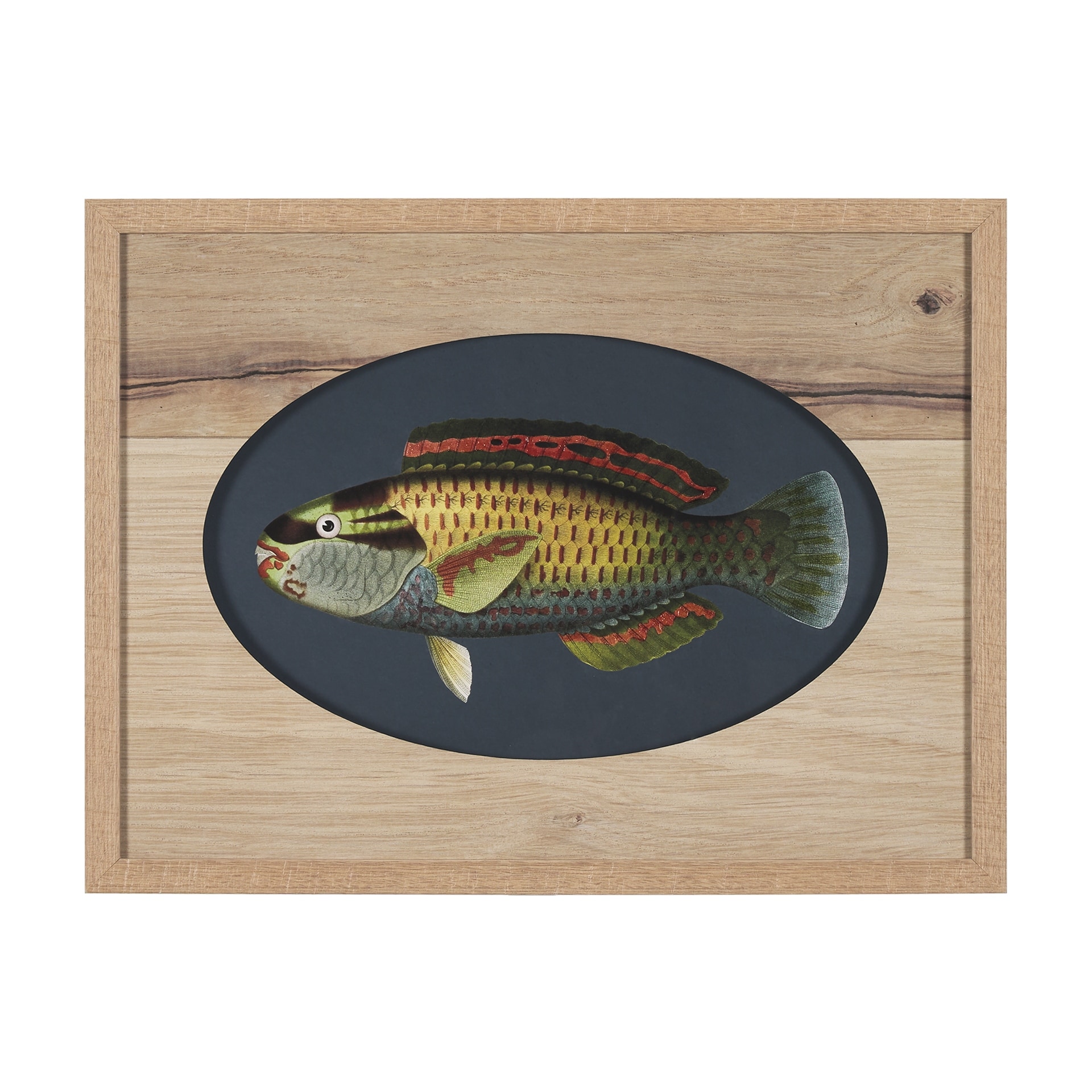 Scarus Ghobban by Mercana Studio a Hand Embellished Textured Framed Art Print Matted under Glass
