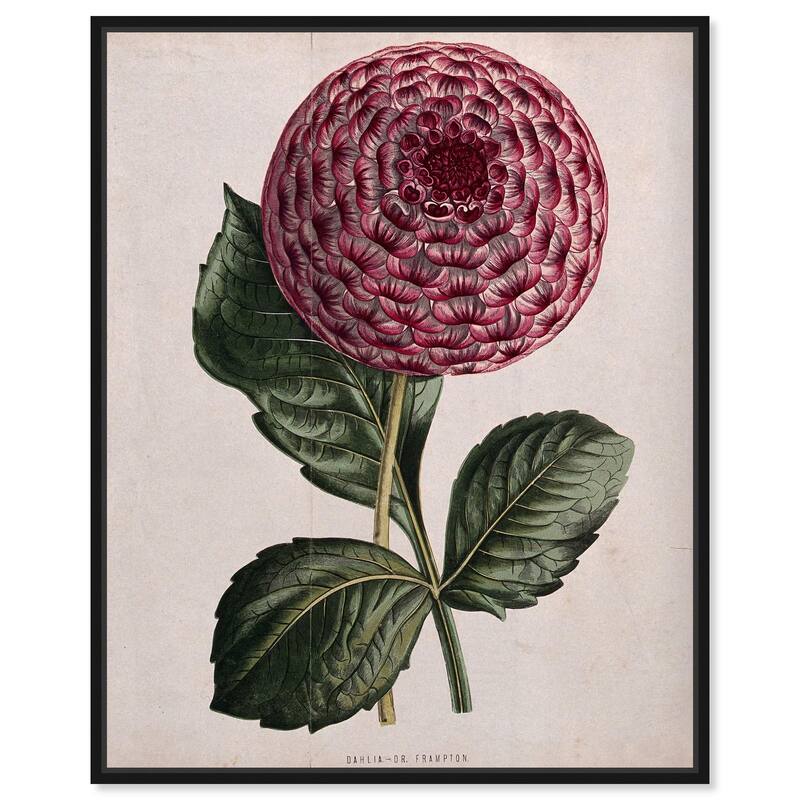 A dahlia Canvas by Art Remedy - Black - 24" x 30"