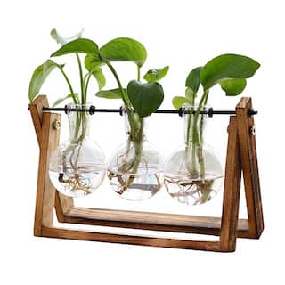 Plant Terrarium with Wooden Stand - 11"L x 4"W x 5.5"H