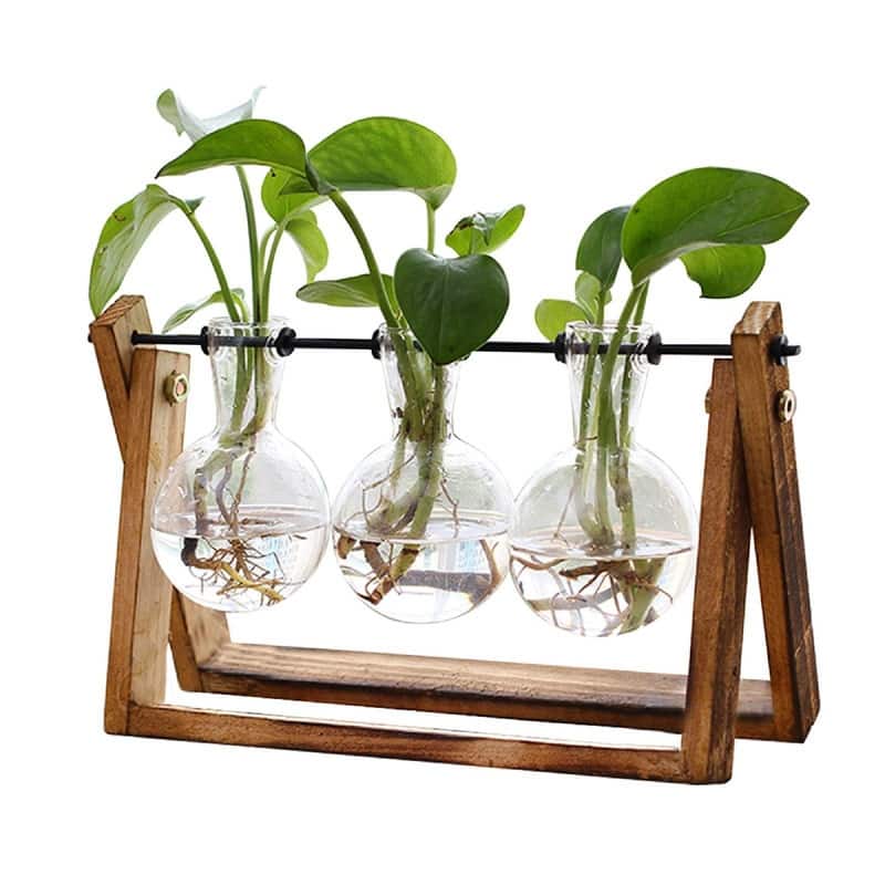 Plant Terrarium with Wooden Stand - 11"L x 4"W x 5.5"H