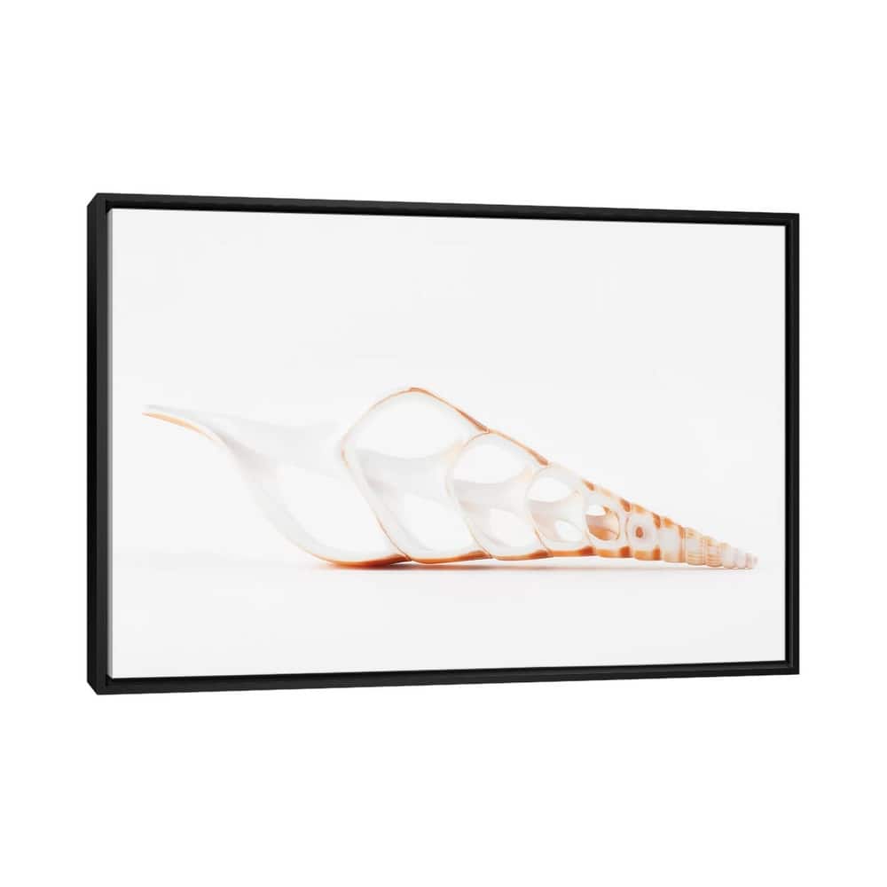 iCanvas "Beautiful Cut Tibia Shell II" by Philippe Hugonnard Framed