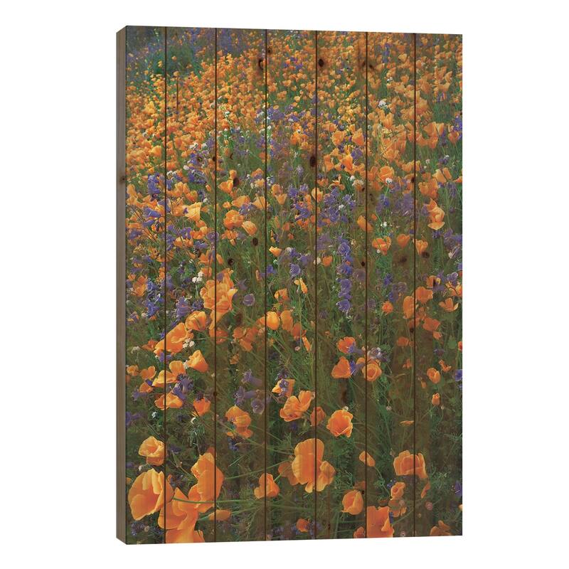California Poppy And Desert Bluebell Flowers, Antelope Valley, California II Print On Wood by Tim Fitzharris - Multi-Color - 26x18x1.5