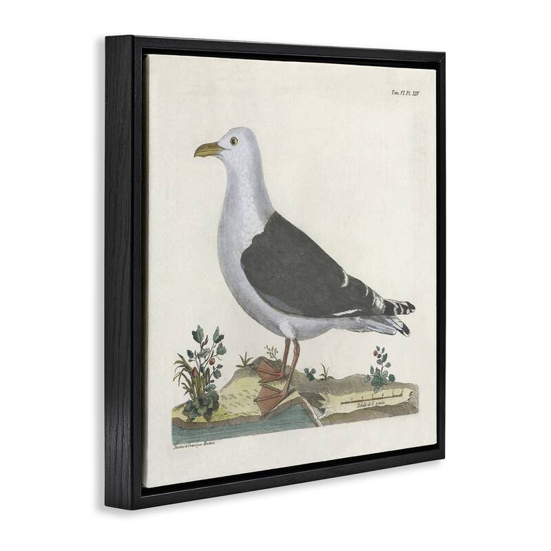 Stupell Vintage Seagull Study Diagram Framed Floater Canvas Wall Art Design By Phillipa Katz