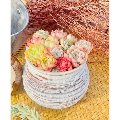 Kaleidoscope Succulent Plants Collection with Ceramic Container