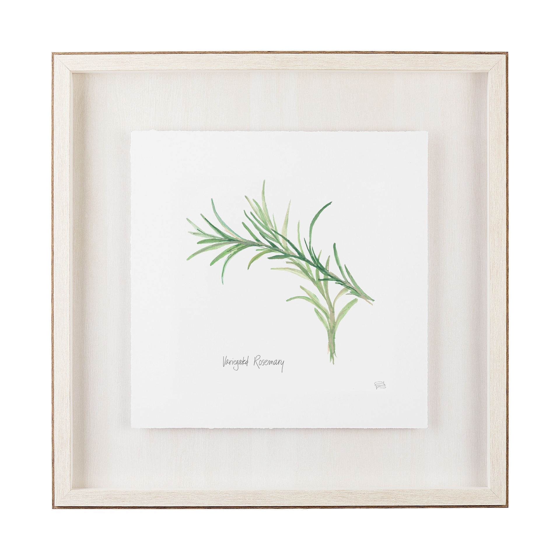 Mercana Variegated Rosemary v2 by Chris Paschke a Framed Art Print Matted under Glass