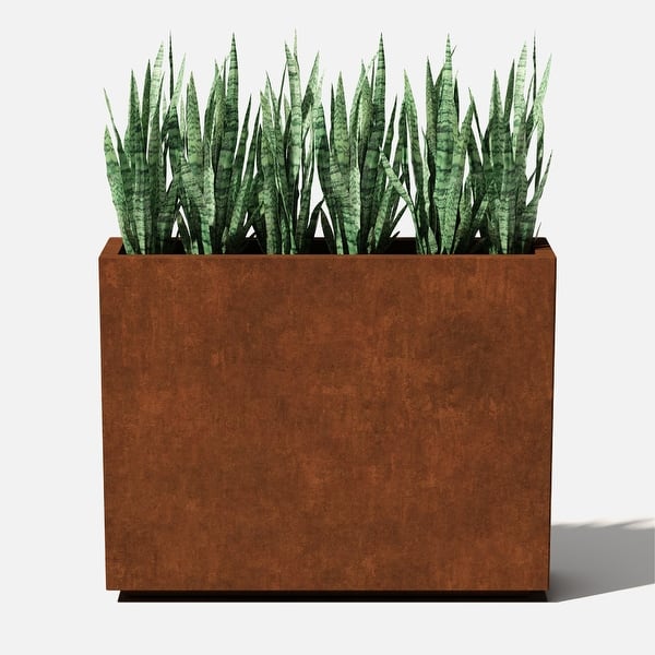 dark red leaf plant Leucadendron Ebony: Burgundy Velvety Foliage, A Timeless Classic  Bonte  Farm