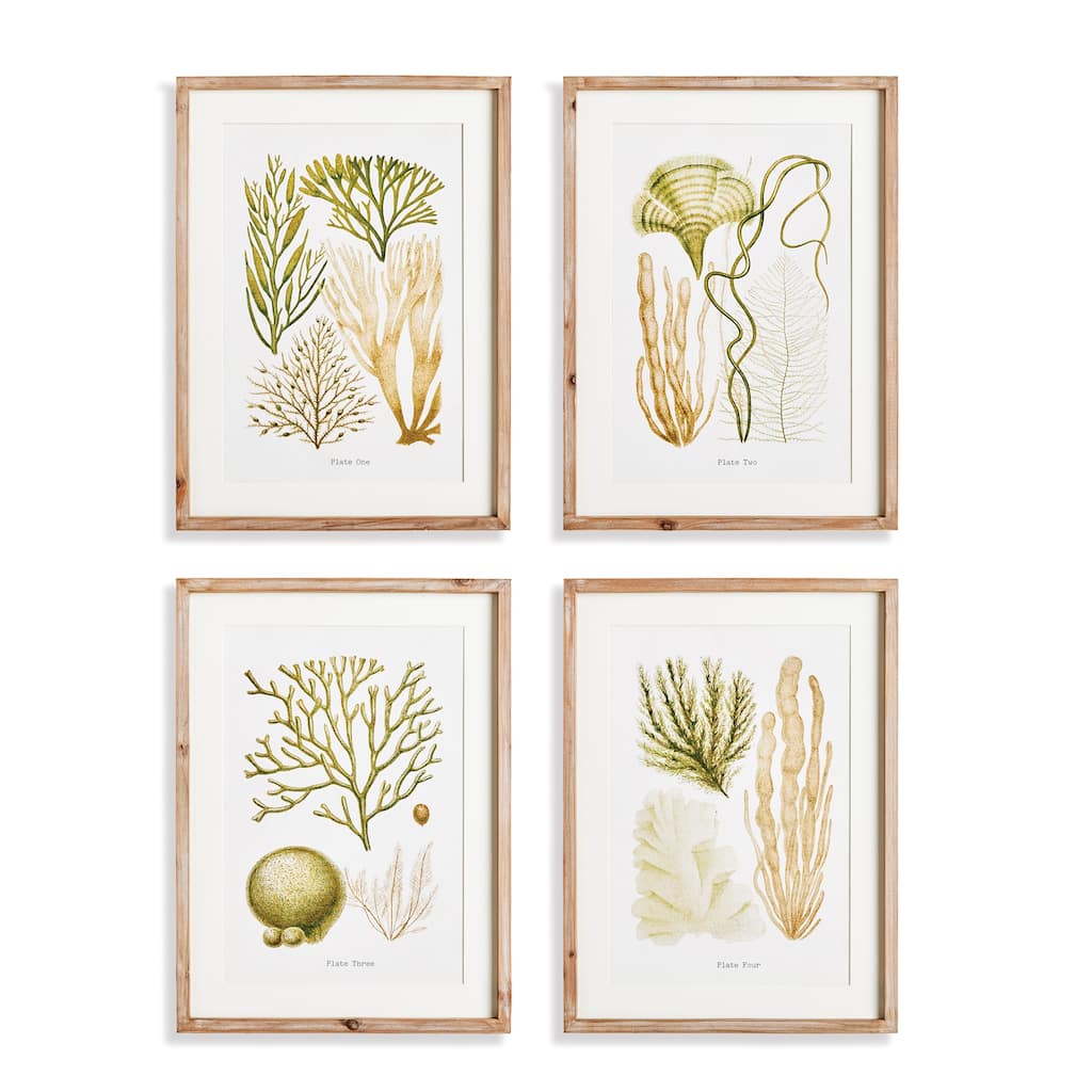 Verdant Coastal Coral Study