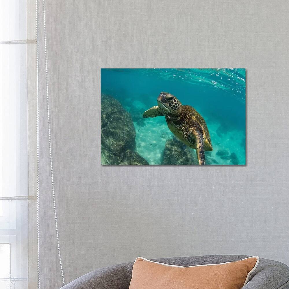 iCanvas "Green Sea Turtle Swimming In The Pacific Ocean, Hawaii, USA" by Panoramic Images Canvas Print