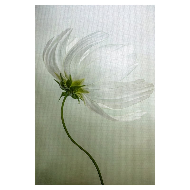 Cosmos Charisma by Mandy Disher Canvas Art Print