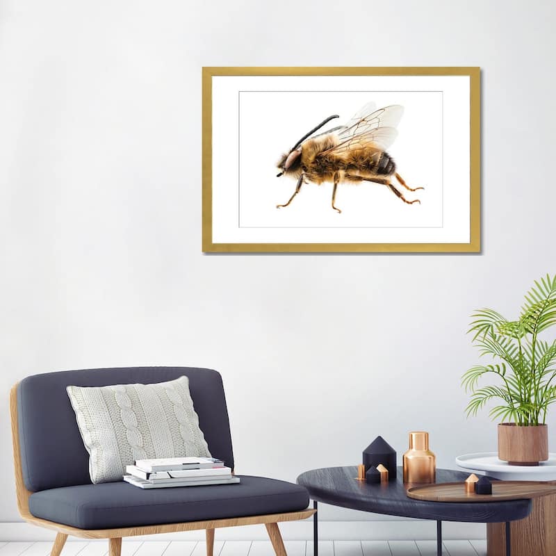 iCanvas "Bee Species Eucera Longicornis Common Name Solitary Miner Bee" by Paul Rommer
