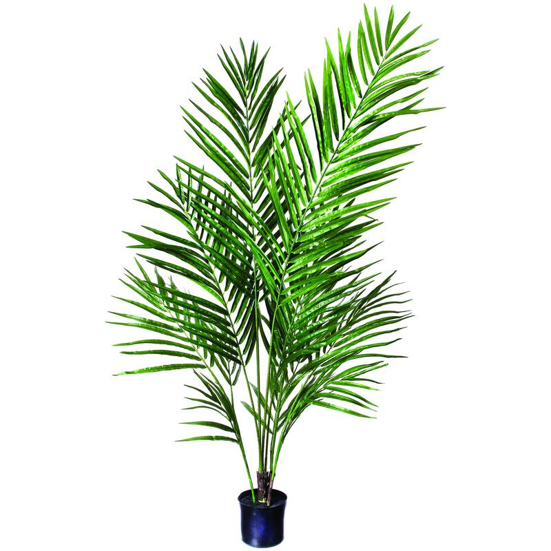 Potted Areca Palm With 4'