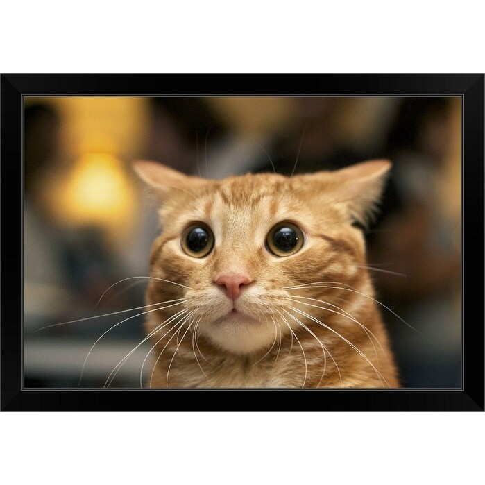 Shop Flash Photo Of Orange Cat Looking Surprised With Large Eyes