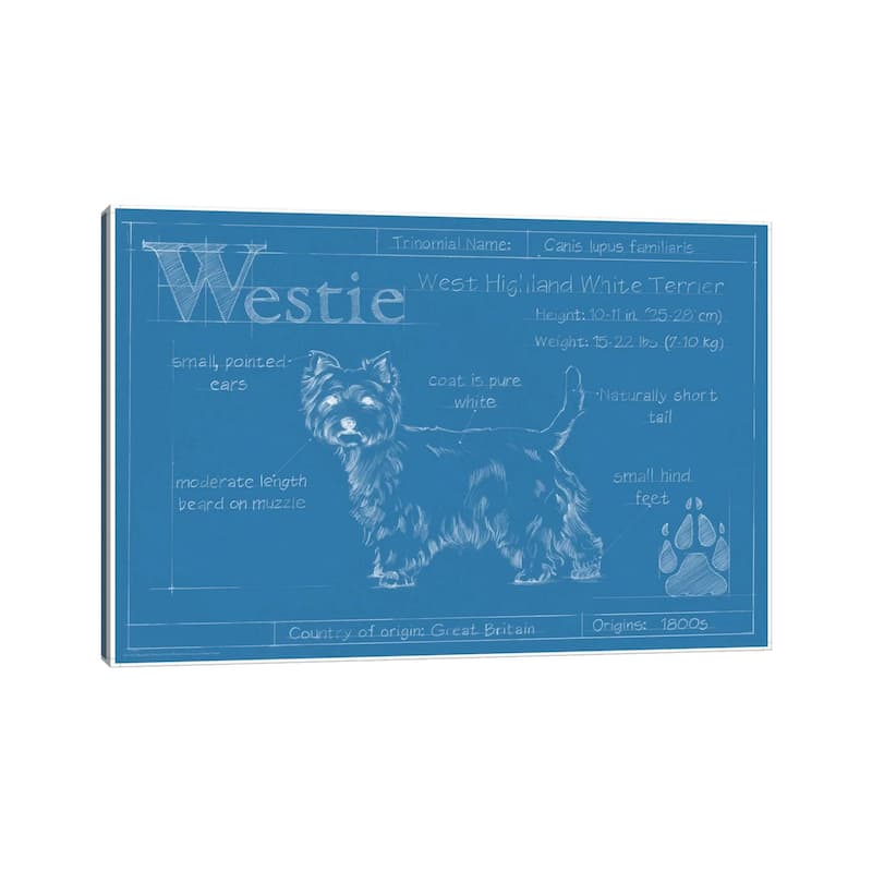 iCanvas "Blueprint Of A Westie" by Ethan Harper Canvas Print