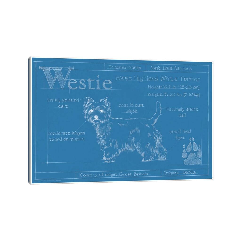 iCanvas "Blueprint Of A Westie" by Ethan Harper Canvas Print