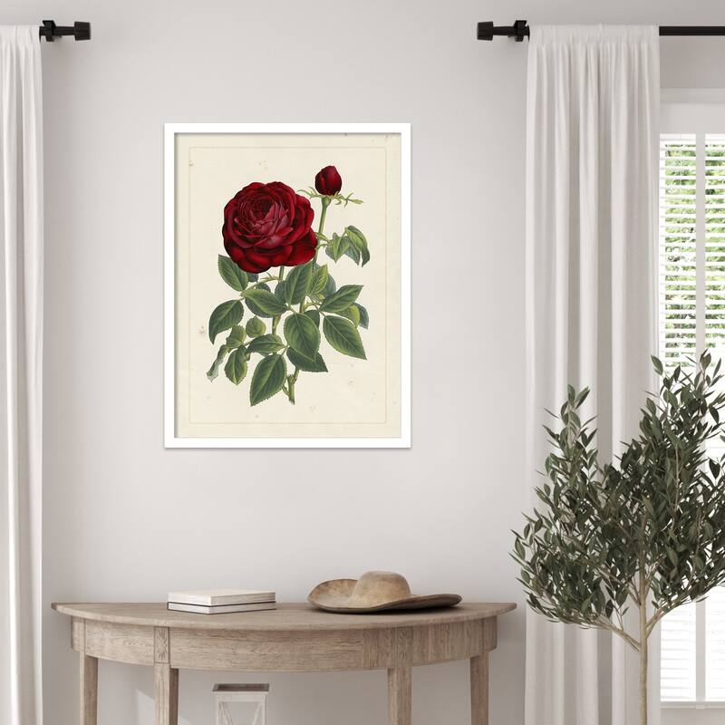 Van Houtteano Rose No. 2 Wood Framed Wall Art Print