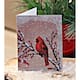 Option Winter Cardinal