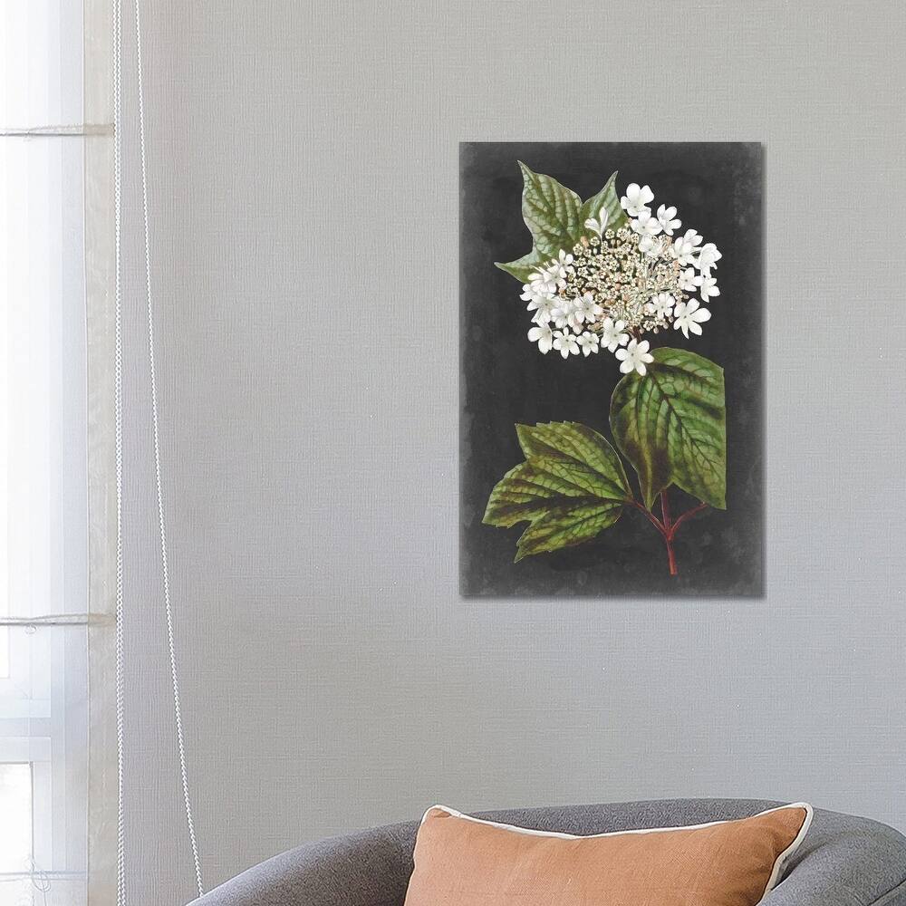 iCanvas "Dramatic White Flowers III" by Vision Studio Canvas Print