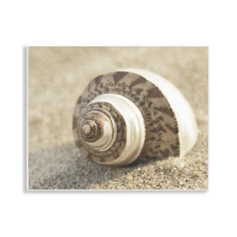 Stupell Neutral Tone Seashell Wall Plaque Art Design By Dora Rotondella - 14 x 11