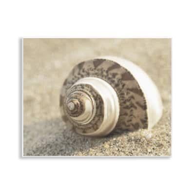 Stupell Neutral Tone Seashell Wall Plaque Art Design By Dora Rotondella