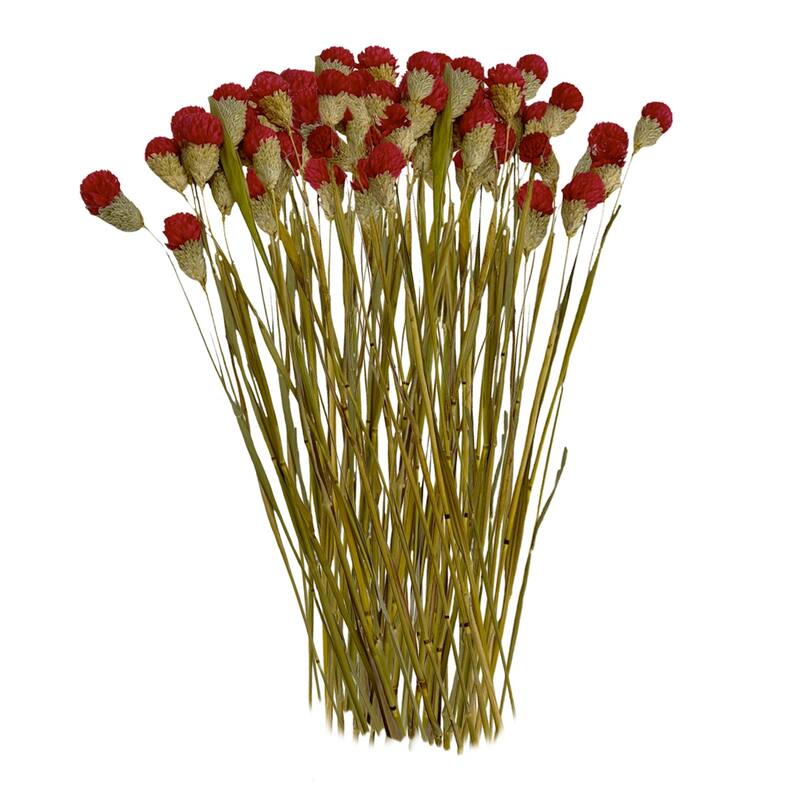 Bundle of 4 Dried Gomphrena Globosa, 22-24" long ,16 pcs/bunch - 22-24 inch - Red