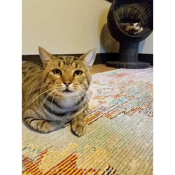 Top Product Reviews For The Refined Feline S Kitty Ball Cat Bed