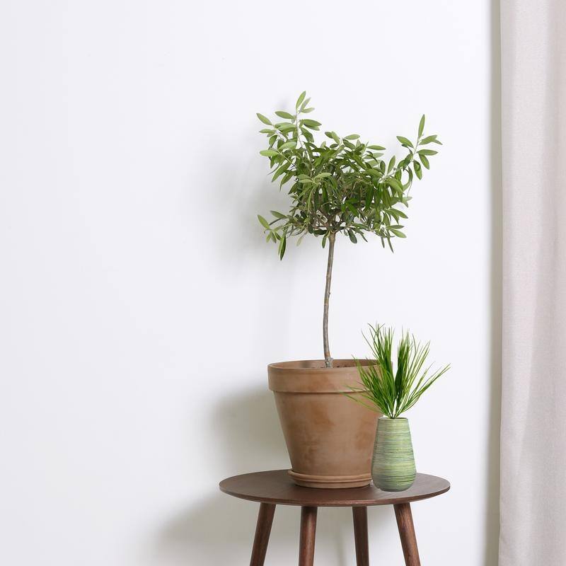 Artificial Monkey Grass Bush, Set of 3