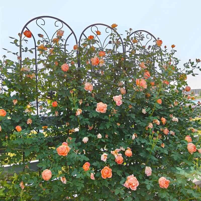 2 Pack Metal Garden Trellis 86.7in x 19.7in Rustproof Trellis