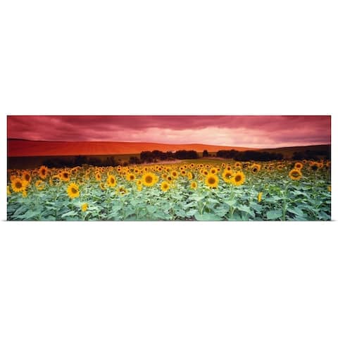 "Sunflowers Corbada Spain " Poster Print